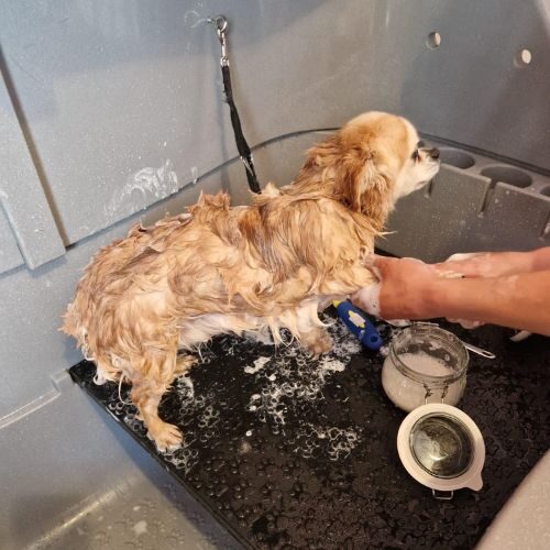hondentrimsalon alkmaar